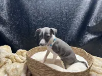 Bobby, a male Italian Greyhound for sale in Havana, AR – 6 of 8