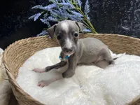 Weston, a male Italian Greyhound for sale in Havana, AR – 8 of 10