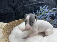 Giulia 1M, a male Italian Greyhound for sale in Havana, AR – 3 of 8