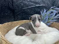 Giulia 5M, a male Italian Greyhound for sale in Havana, AR – 7 of 8