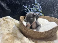 Pen/Bart 2, a male Italian Greyhound for sale in Havana, AR – 7 of 9