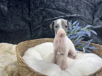 Giulia 1M, a male Italian Greyhound for sale in Havana, AR – 5 of 8
