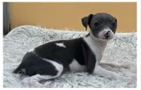 Abellas girl 2, a female Italian Greyhound for sale in Havana, AR – Photo 2 of 4