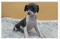 Abellas girl 2, a female Italian Greyhound for sale in Havana, AR – Photo 4 of 4