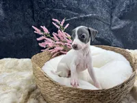 Giulia 6F, a female Italian Greyhound for sale in Havana, AR – 6 of 8