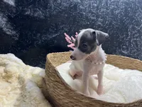 Storm1, a female Italian Greyhound for sale in Havana, AR – 9 of 9