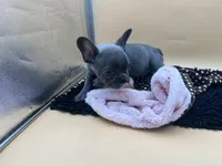 Gun powder, a male French Bulldog for sale in Havana, AR – 10 of 10