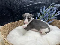 Giulia 5M, a male Italian Greyhound for sale in Havana, AR – 6 of 8