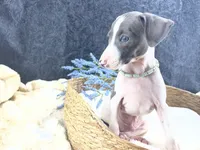 Piper 2 M, a male Italian Greyhound for sale in Havana, AR – 9 of 10