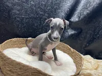 Becker, a male Italian Greyhound for sale in Havana, AR – 5 of 7
