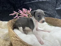 Giulia 2F, a female Italian Greyhound for sale in Havana, AR – 5 of 9