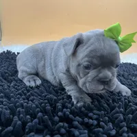 Mable, a female French Bulldog for sale in Havana, AR – Photo 6 of 10