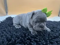 Mable, a female French Bulldog for sale in Havana, AR – Photo 6 of 10