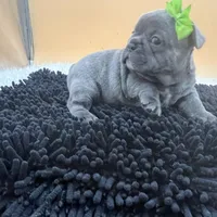 Mable, a female French Bulldog for sale in Havana, AR – Photo 3 of 10