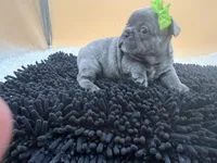 Mable, a female French Bulldog for sale in Havana, AR – Photo 3 of 10