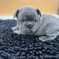 Mable, a female French Bulldog for sale in Havana, AR – Photo 8 of 10