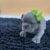 Mable, a female French Bulldog for sale in Havana, AR – Photo 9 of 10