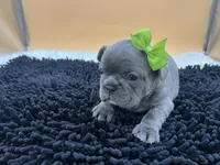 Mable, a female French Bulldog for sale in Havana, AR – Photo 9 of 10