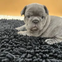 Mable, a female French Bulldog for sale in Havana, AR – Photo 1 of 10