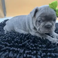 Mable, a female French Bulldog for sale in Havana, AR – Photo 7 of 10