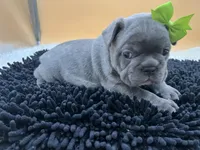 Mable, a female French Bulldog for sale in Havana, AR – Photo 7 of 10