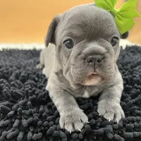 Mable, a female French Bulldog for sale in Havana, AR – Photo 2 of 10