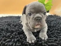 Mable, a female French Bulldog for sale in Havana, AR – Photo 2 of 10