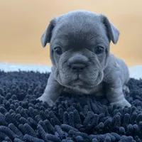 Mable, a female French Bulldog for sale in Havana, AR – Photo 4 of 10