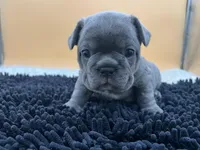 Mable, a female French Bulldog for sale in Havana, AR – Photo 4 of 10