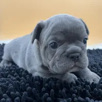 Mable, a female French Bulldog for sale in Havana, AR – Photo 5 of 10