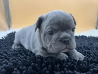 Mable, a female French Bulldog for sale in Havana, AR – Photo 5 of 10