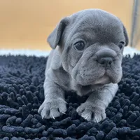 Mable, a female French Bulldog for sale in Havana, AR – Photo 10 of 10