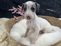Giulia 4F, a female Italian Greyhound for sale in Havana, AR – 4 of 8