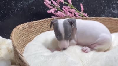 Rebel girl, a female Italian Greyhound for sale in Havana, AR – 7 of 7