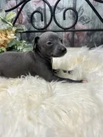 Grace, a female Italian Greyhound for sale in Havana, AR – Photo 8 of 9