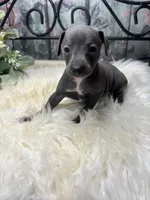 Grace, a female Italian Greyhound for sale in Havana, AR – Photo 5 of 9