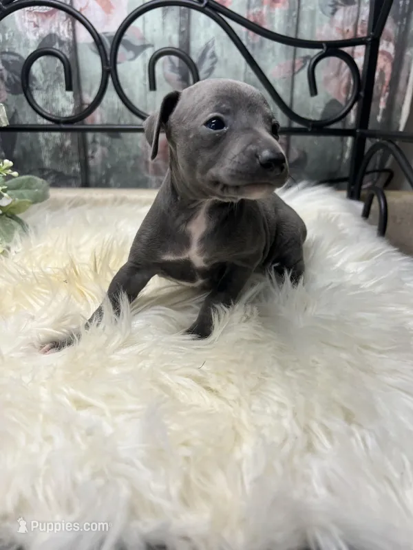 Grace, a female Italian Greyhound for sale in Havana, AR – Photo 1 of 9