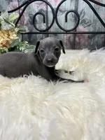 Grace, a female Italian Greyhound for sale in Havana, AR – Photo 3 of 9