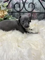 Grace, a female Italian Greyhound for sale in Havana, AR – Photo 2 of 9