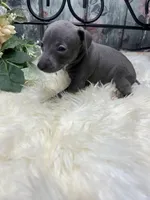 Grace, a female Italian Greyhound for sale in Havana, AR – Photo 9 of 9