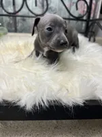 Grace, a female Italian Greyhound for sale in Havana, AR – Photo 4 of 9