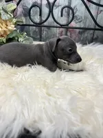 Grace, a female Italian Greyhound for sale in Havana, AR – Photo 6 of 9