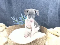 Piper 4M, a male Italian Greyhound for sale in Havana, AR – 7 of 8