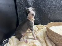 Adele, a female Italian Greyhound for sale in Havana, AR – 6 of 8