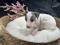 Giulia 4F, a female Italian Greyhound for sale in Havana, AR – 7 of 8