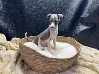 Bobby, a male Italian Greyhound for sale in Havana, AR – 4 of 8