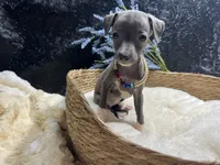 Till/Pete, a male Italian Greyhound for sale in Havana, AR – 6 of 10