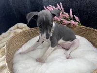 Piper 3 F, a female Italian Greyhound for sale in Havana, AR – 2 of 8