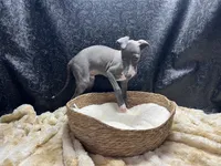 Barts boy, a male Italian Greyhound for sale in Havana, AR – 3 of 10