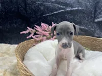 Giulia 2F, a female Italian Greyhound for sale in Havana, AR – 7 of 9